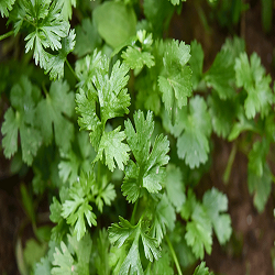  Coriander